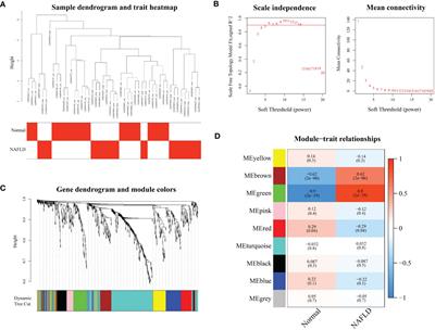 Machine learning identifies ferroptosis-related gene ANXA2 as potential diagnostic biomarkers for NAFLD